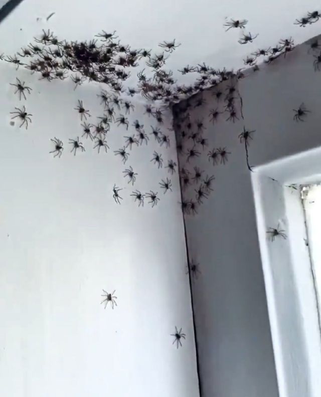 Теперь это наш дом: комнату женщины из Сиднея заполонили смертоносные  пауки-охотники (4 фото + видео) » Триникси