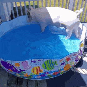 Свинья в бассейне