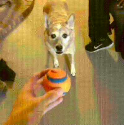 Собака и мячик