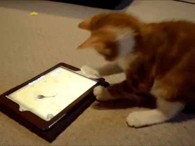 Кот и планшет