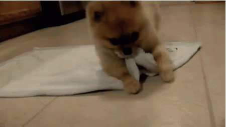 Собака укрывается полотенцем