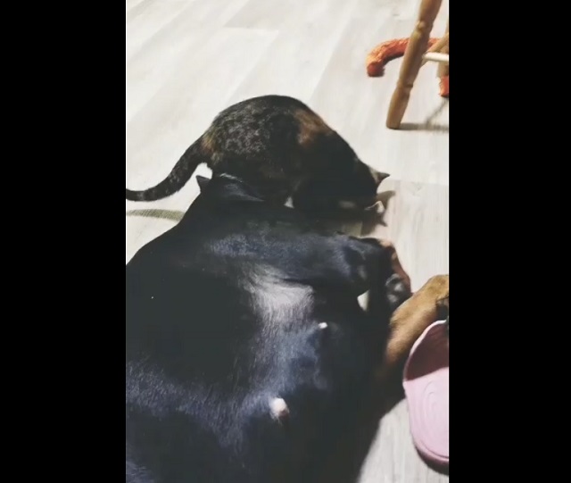 Кот кусает собаку