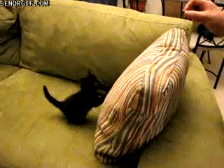 Котенок и подушка