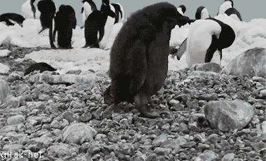 Пингвин на берегу