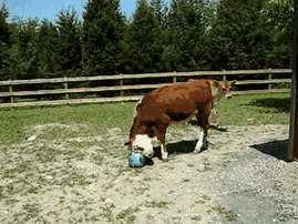 Коровы играют в мяч