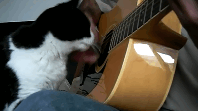Кот и игра на гитаре