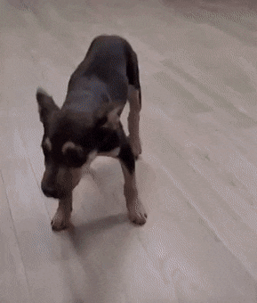 Танцующий щенок