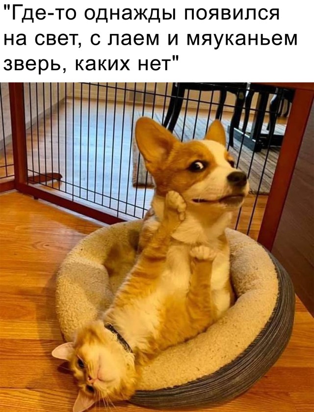 Смешные фото 16 февраля 2021 года