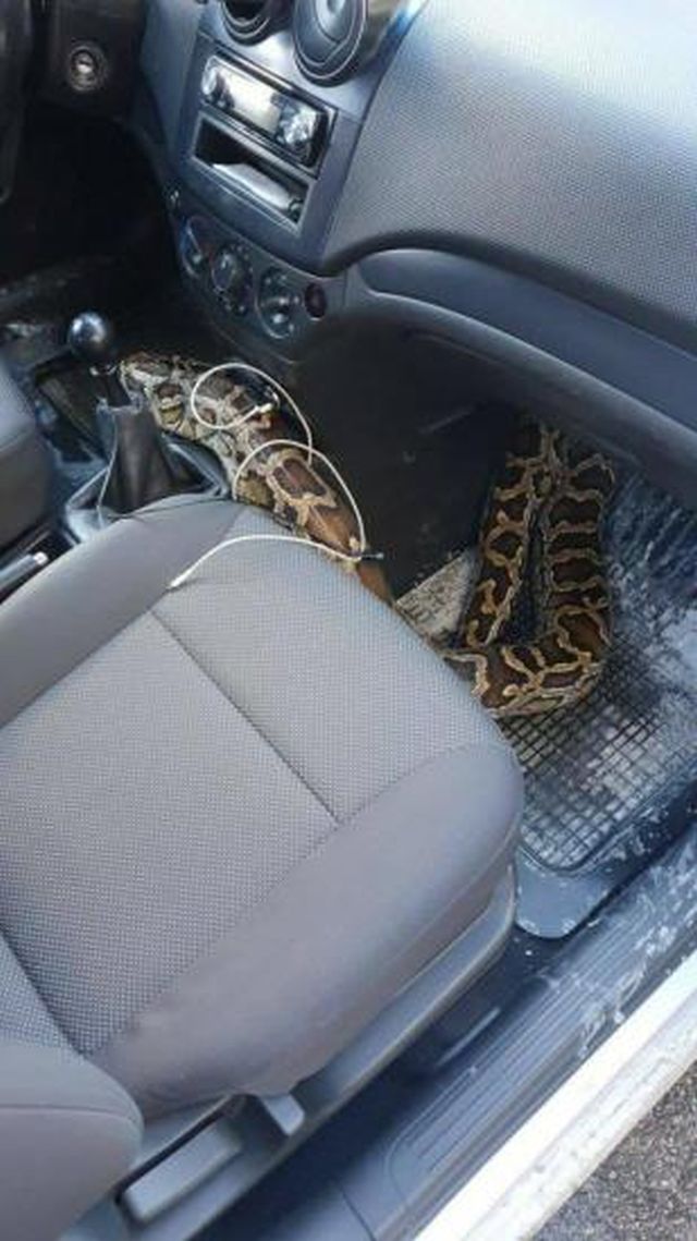 змея в машине