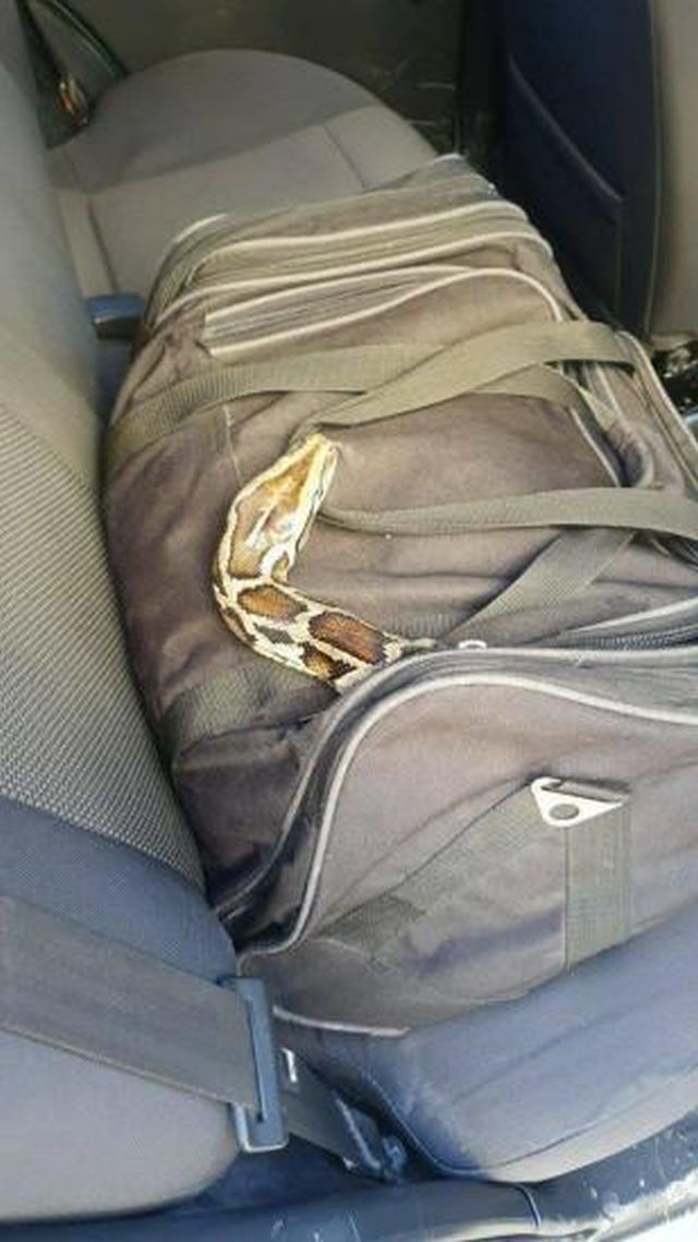 змея в сумке