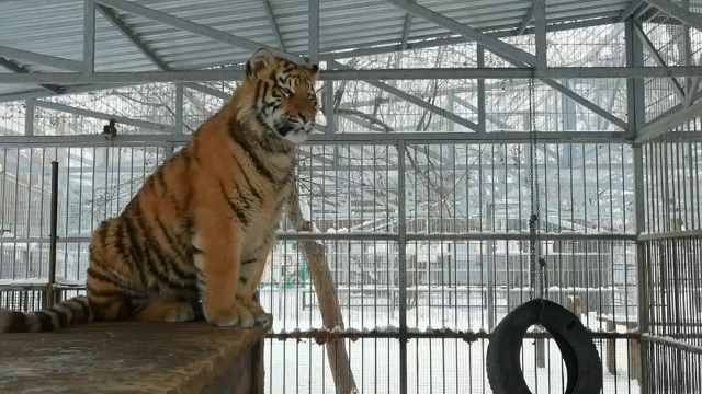 Тигр из барнаульского зоопарка