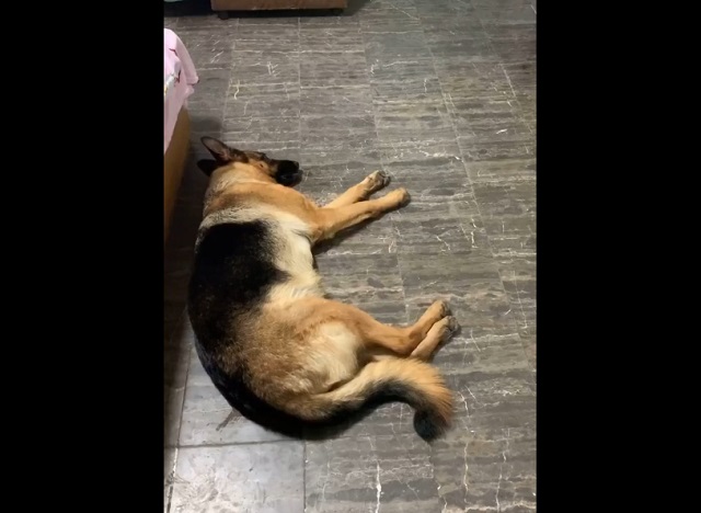 Собака лежит на полу