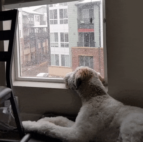 Собака и снег за окном