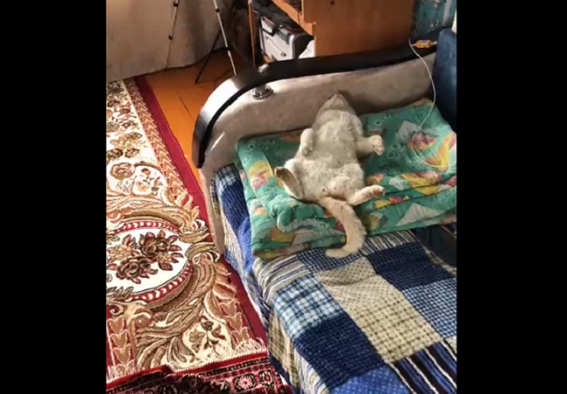кот спит на диване