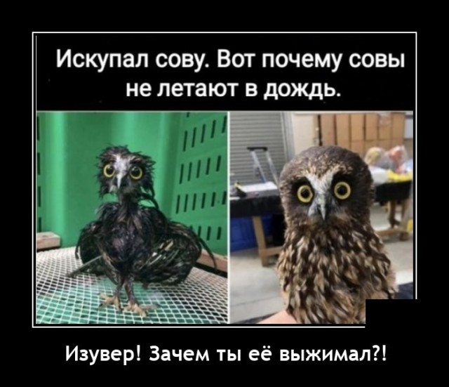 Демотиваторы 28 апреля 2021 года