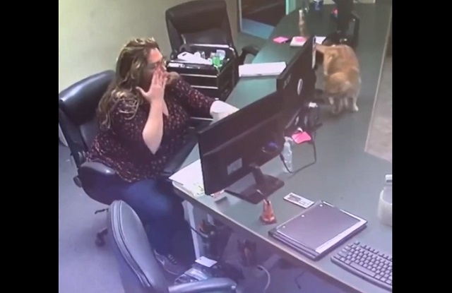 кот в офисе