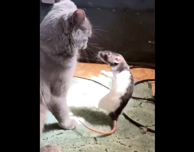 крыса и кот
