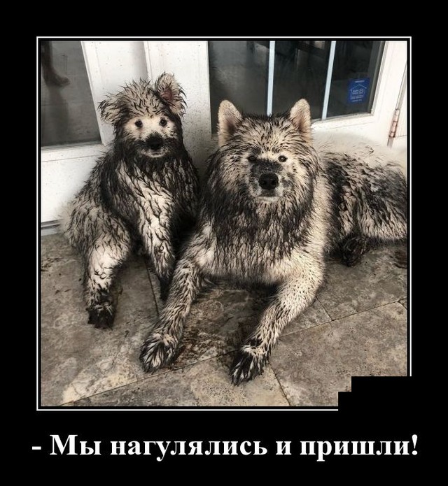 Демотиваторы 27 мая 2021