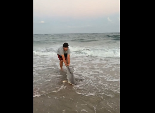 парень держит акулу