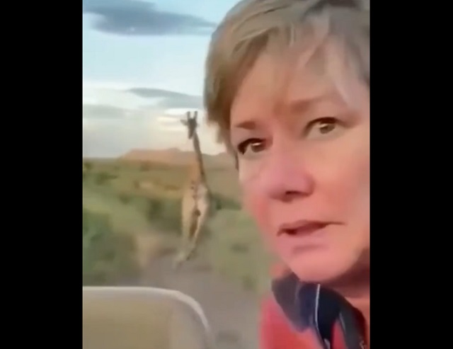 жираф преследует машину