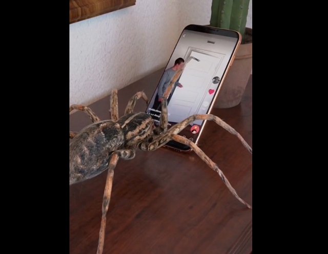 паук с телефоном