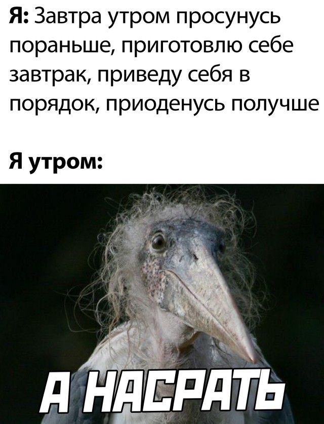 Смешные картинки вечер 29 июля 2021
