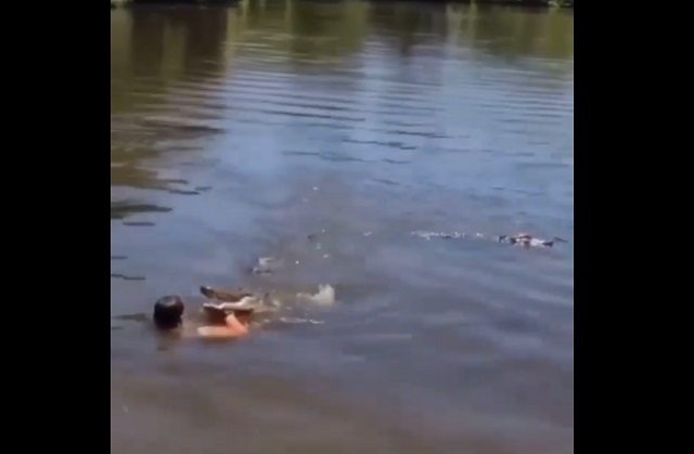 мужчина купается с крокодилами