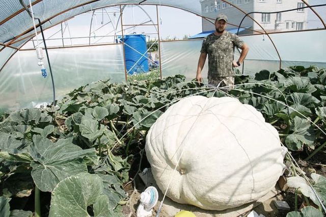 Фермер из России вырастил тыкву весом 544 килограмм