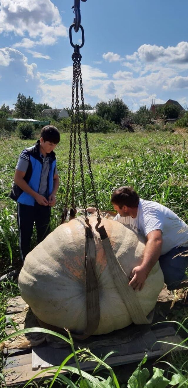 Фермер из России вырастил тыкву весом 544 килограмм