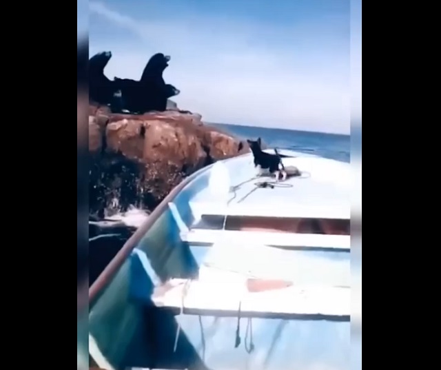 Собака на лодке