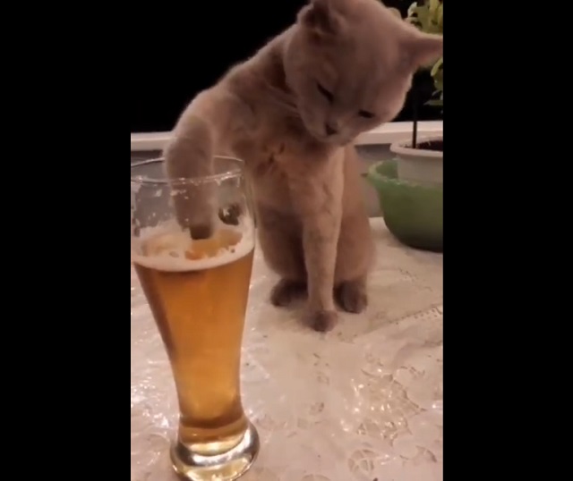 кот пьет пиво