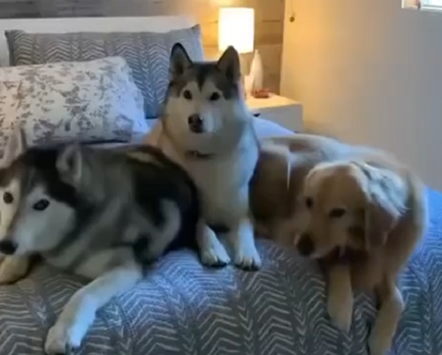 собаки на кровати