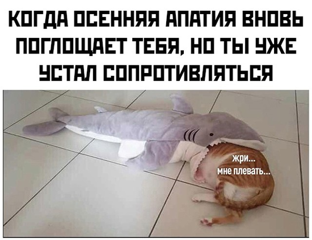 Смешные картинки вечер 24 сентября 2021 года