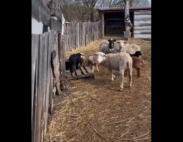 овцы и козы