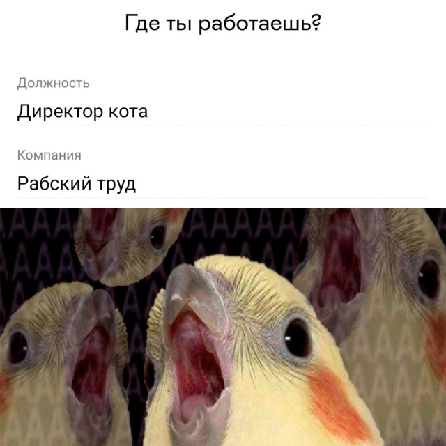 Смешные картинки 27 октября 2021 года