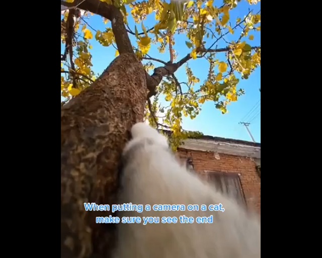 кот лезет на дерево
