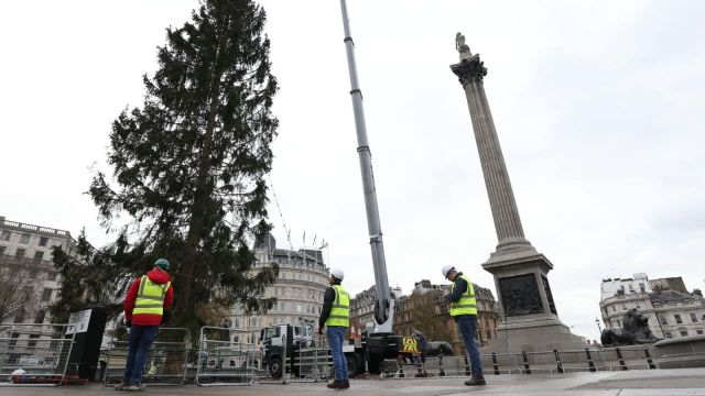 Британцы возмутились очень "скромной" новогодней елкой