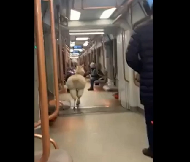 В московском метро заметили южноамериканскую альпаку
