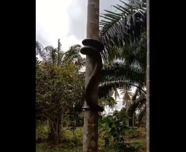 Как змеи залезают на деревья