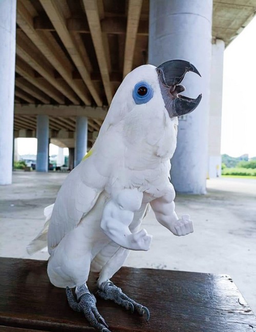 Тренд весны: найди попугая с руками (8 фото)