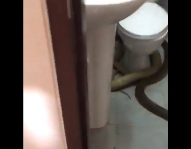 змея в туалете