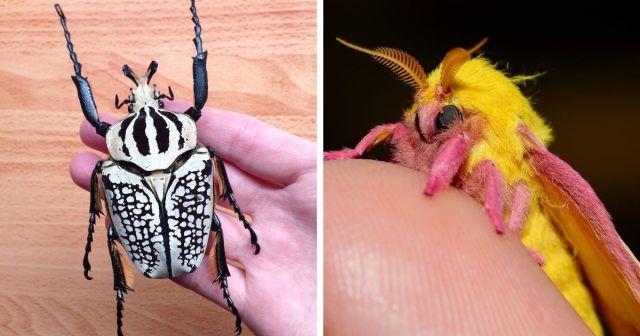 Диковинные насекомые, которых природа наделила удивительной внешностью