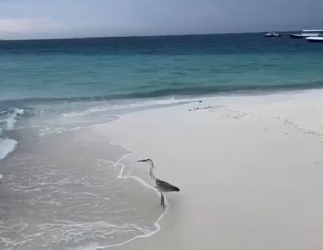 Птица на берегу