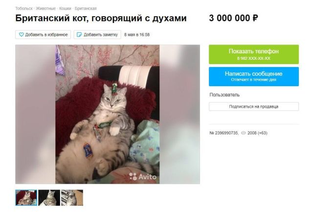 В Тобольске продают кота-шамана за 3 миллиона рублей