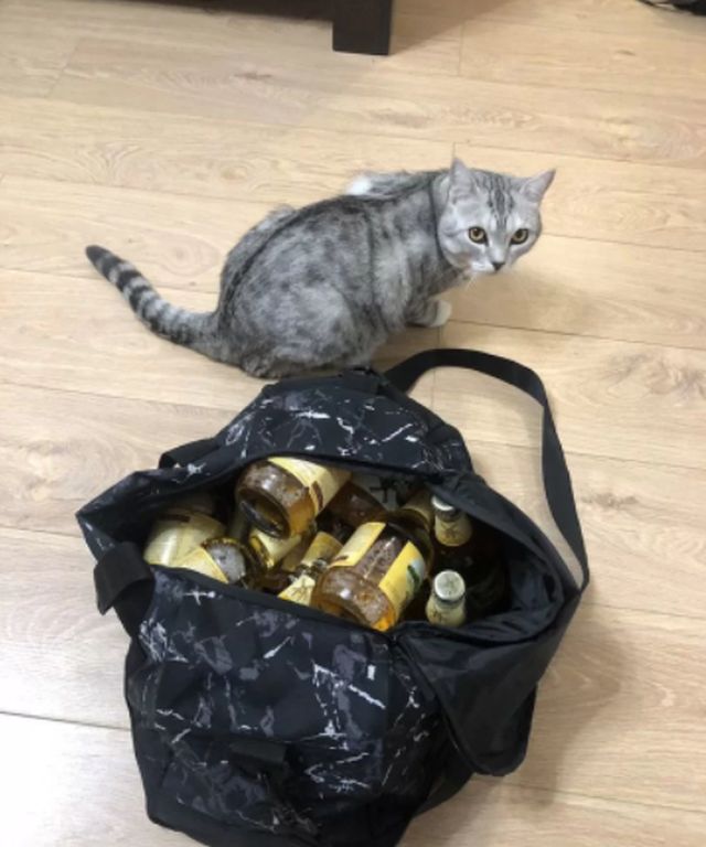 В Тобольске продают кота-шамана за 3 миллиона рублей