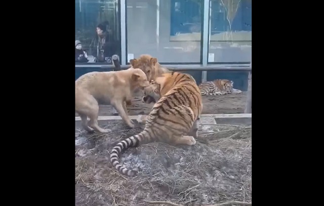 Пес разнял драку тигра и льва