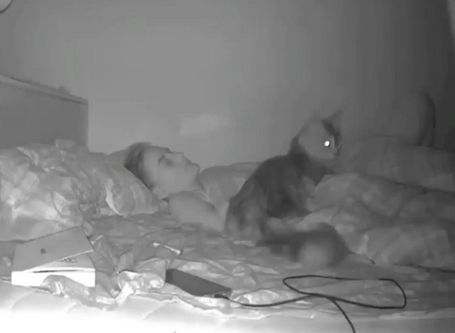 кот в кровати