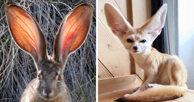 Ушастая подборка: животные, которых природа наградила огромными ушами