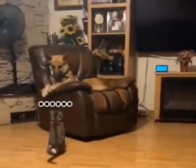 собака в кресле