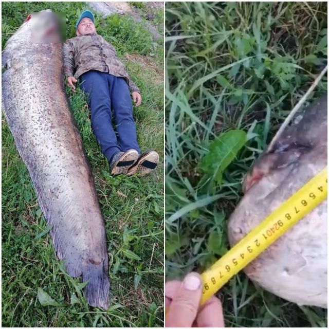 В Ульяновске рыбак выловил великанского сома